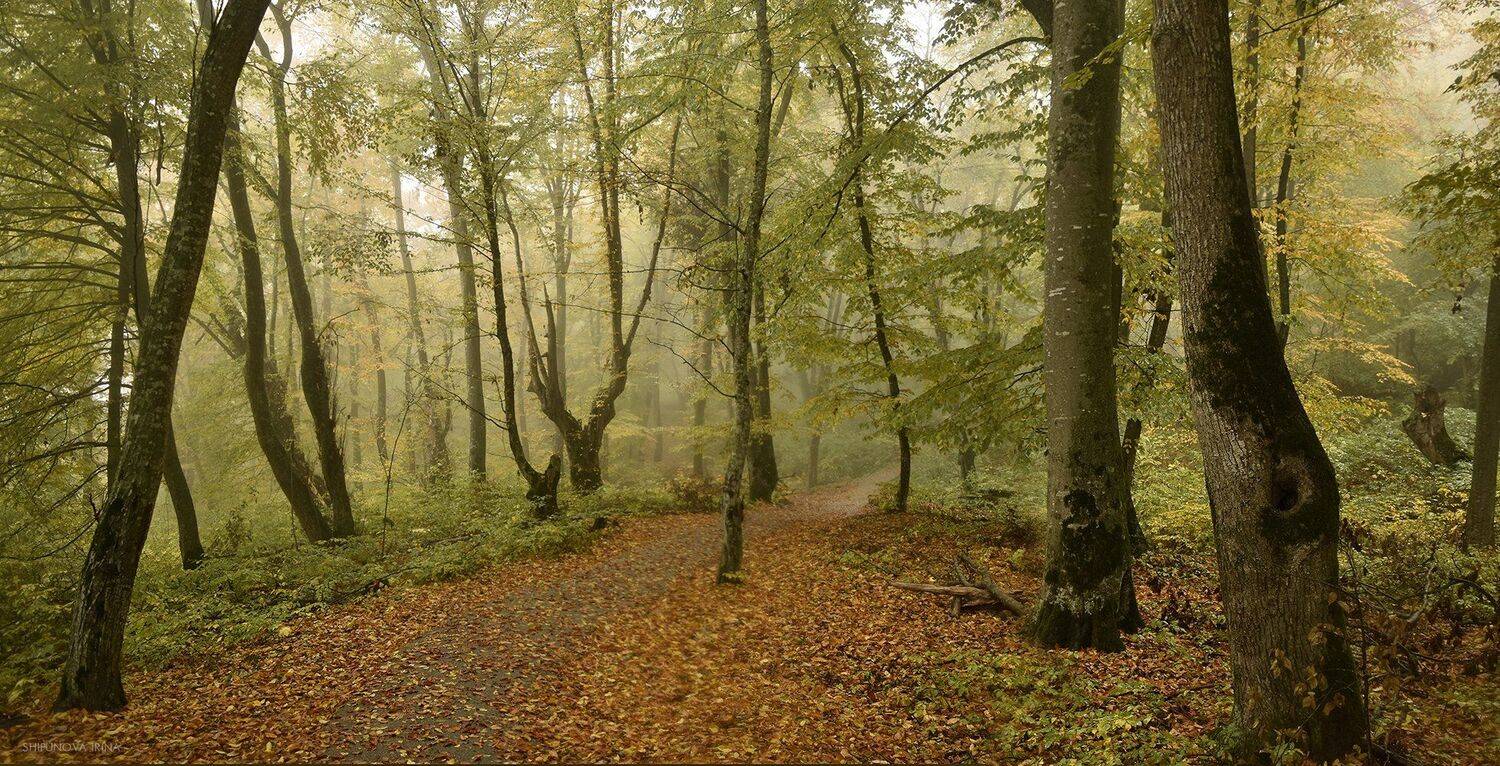 , Шипунова Ирина