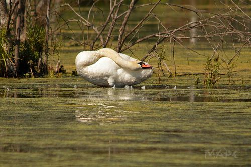 Дотянуться до хвостика.