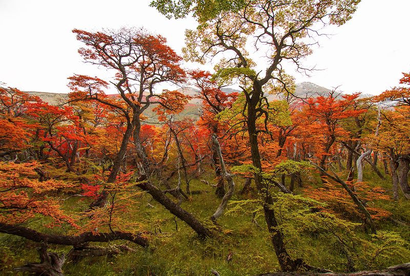 Линии и цвет фото превью