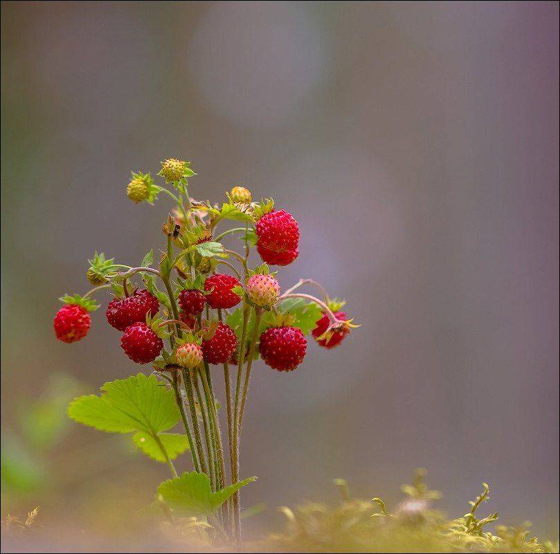 , Бурлов Андрей