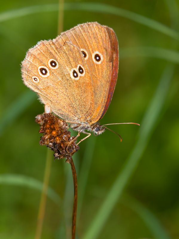 * фото превью