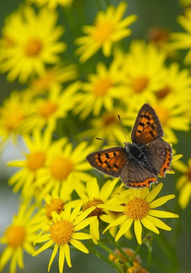 Бабочка, Чепленко Алексей