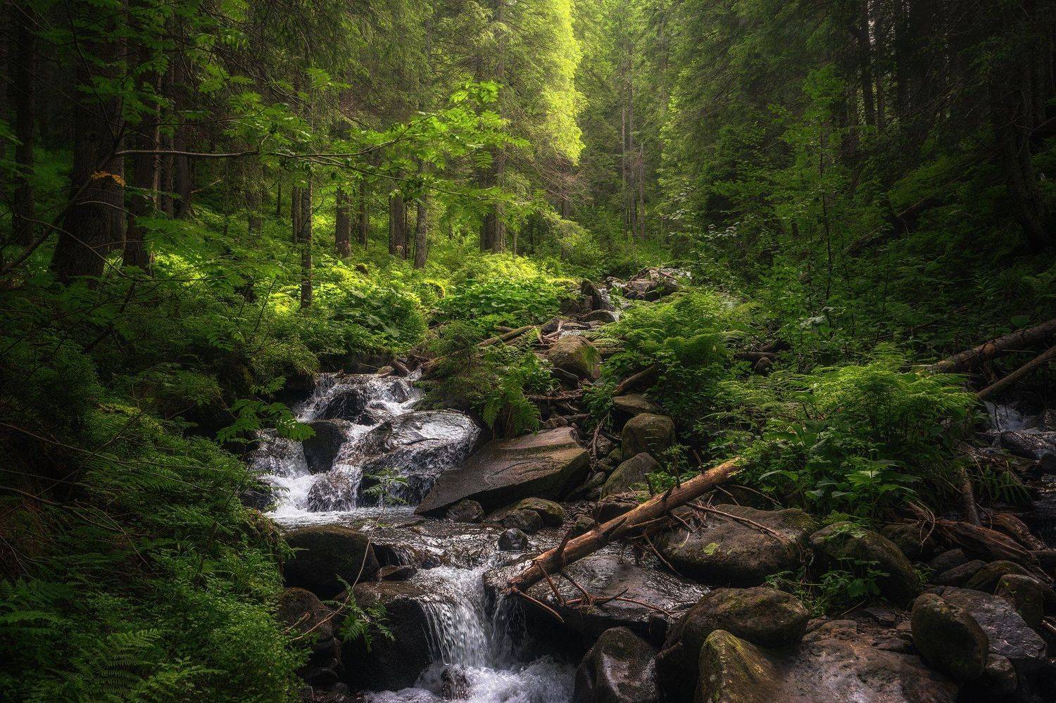 , Андрей Жила