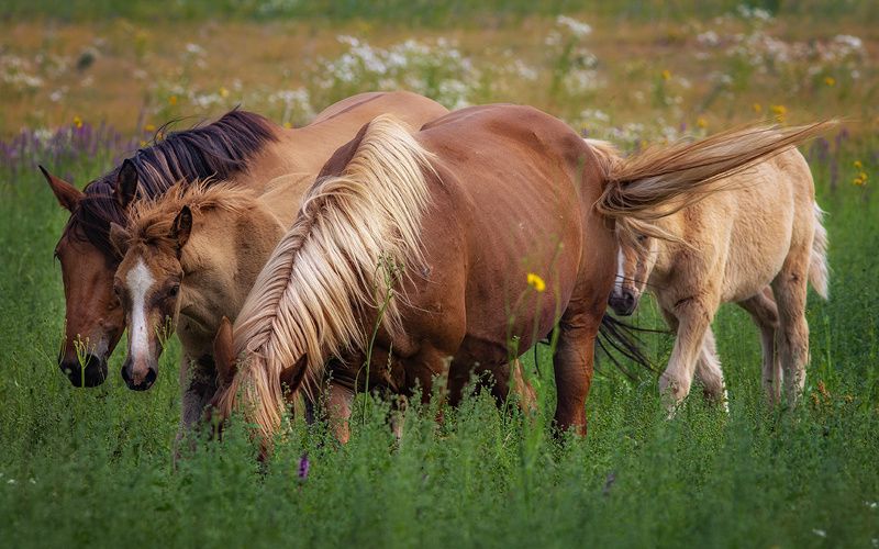 лошади,природа,село,печора,коми,север Сельская жизнь фото превью