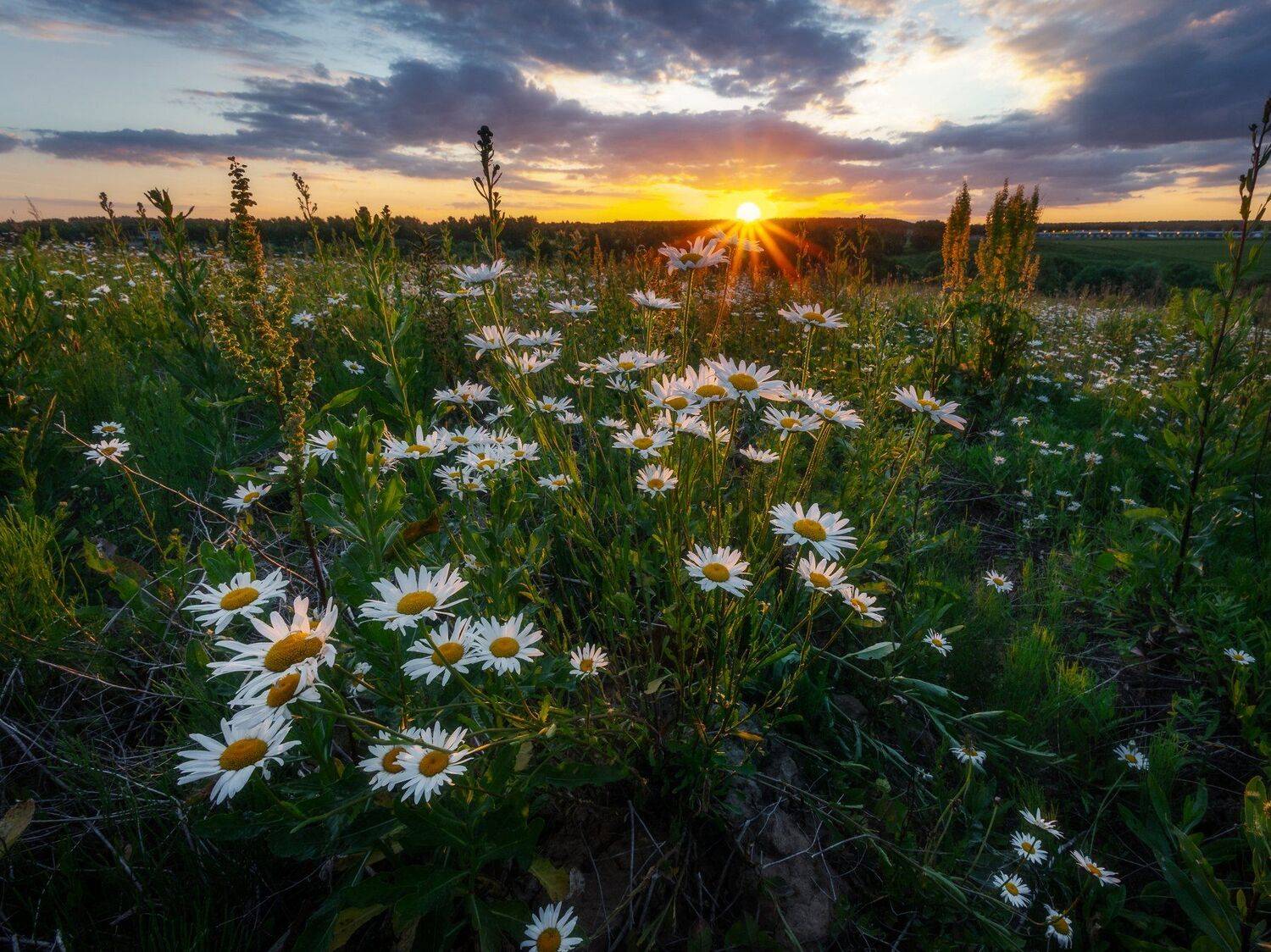ромашки, закат, природа, Мартыненко Дмитрий