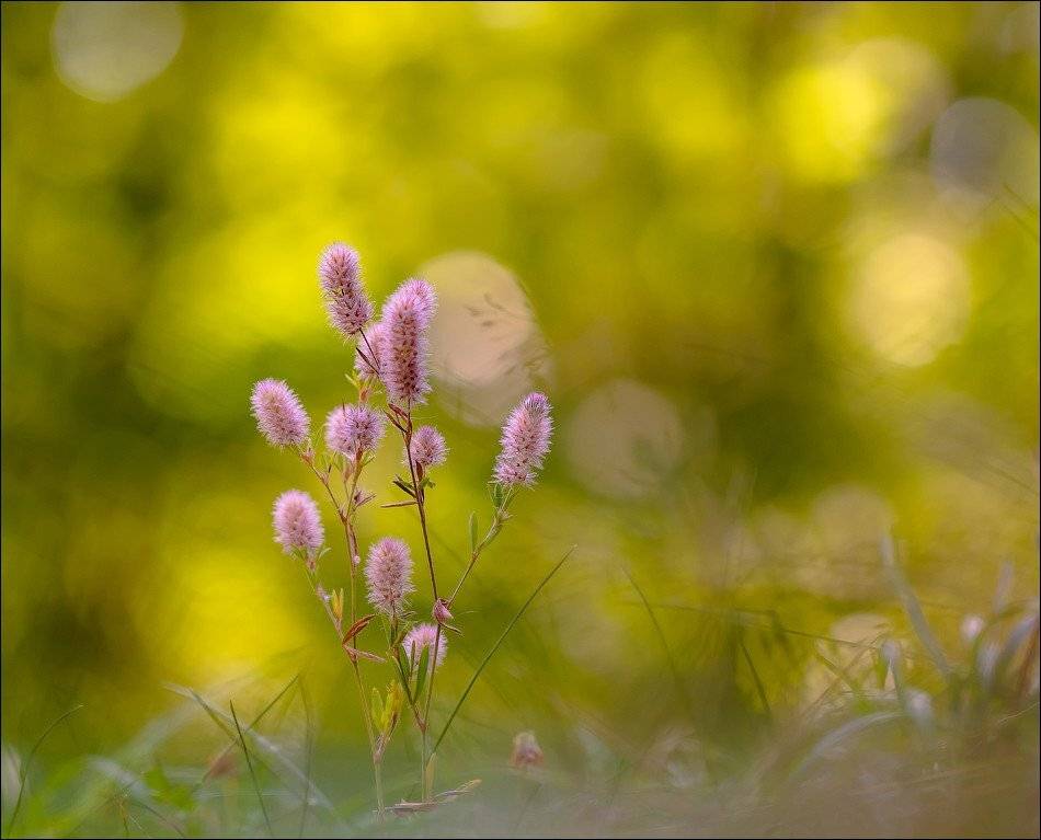 , Бурлов Андрей