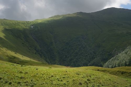 Коровы в горах