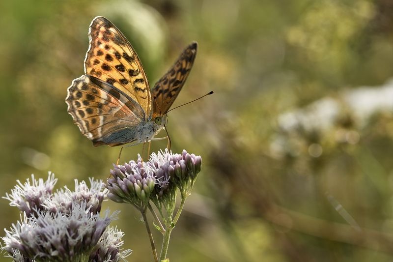 бабочка butterfly Cолнечный день фото превью
