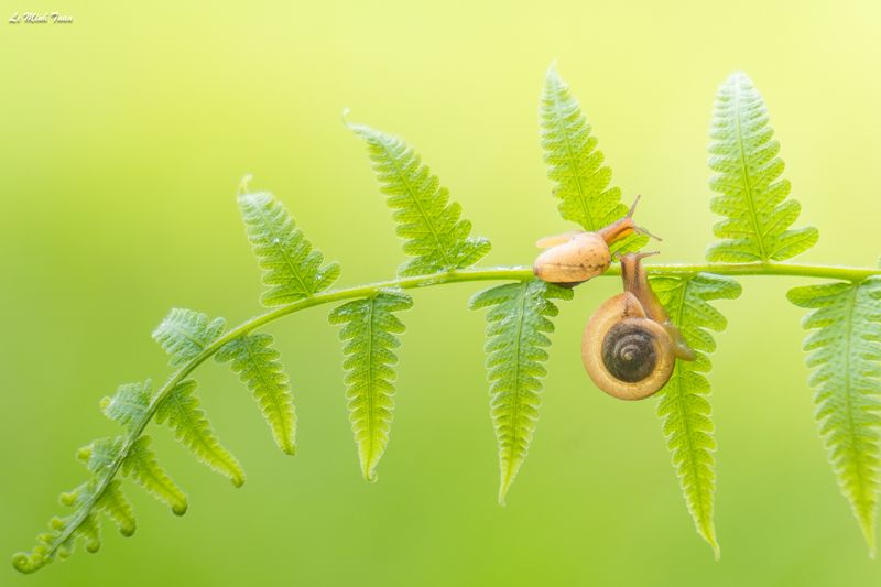 snails Snails фото превью