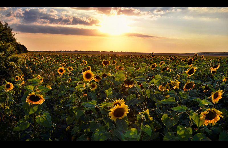 подсолнухи. Подсолнушки под солнышком.) фото превью