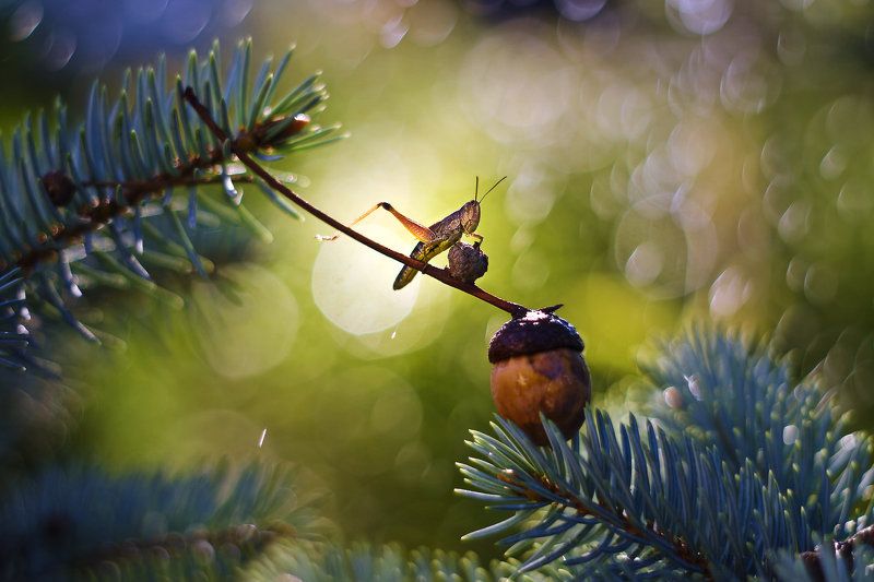 Q ;) фото превью