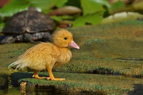 Летнее утро утёнка