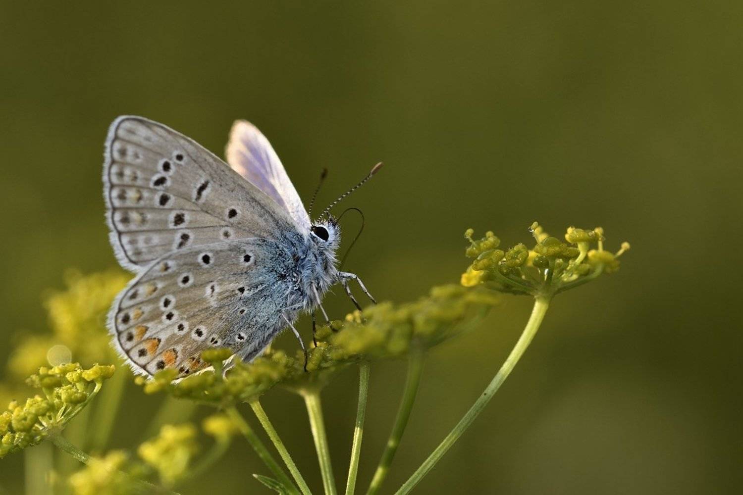 бабочка butterfly, Jaroslav Mego