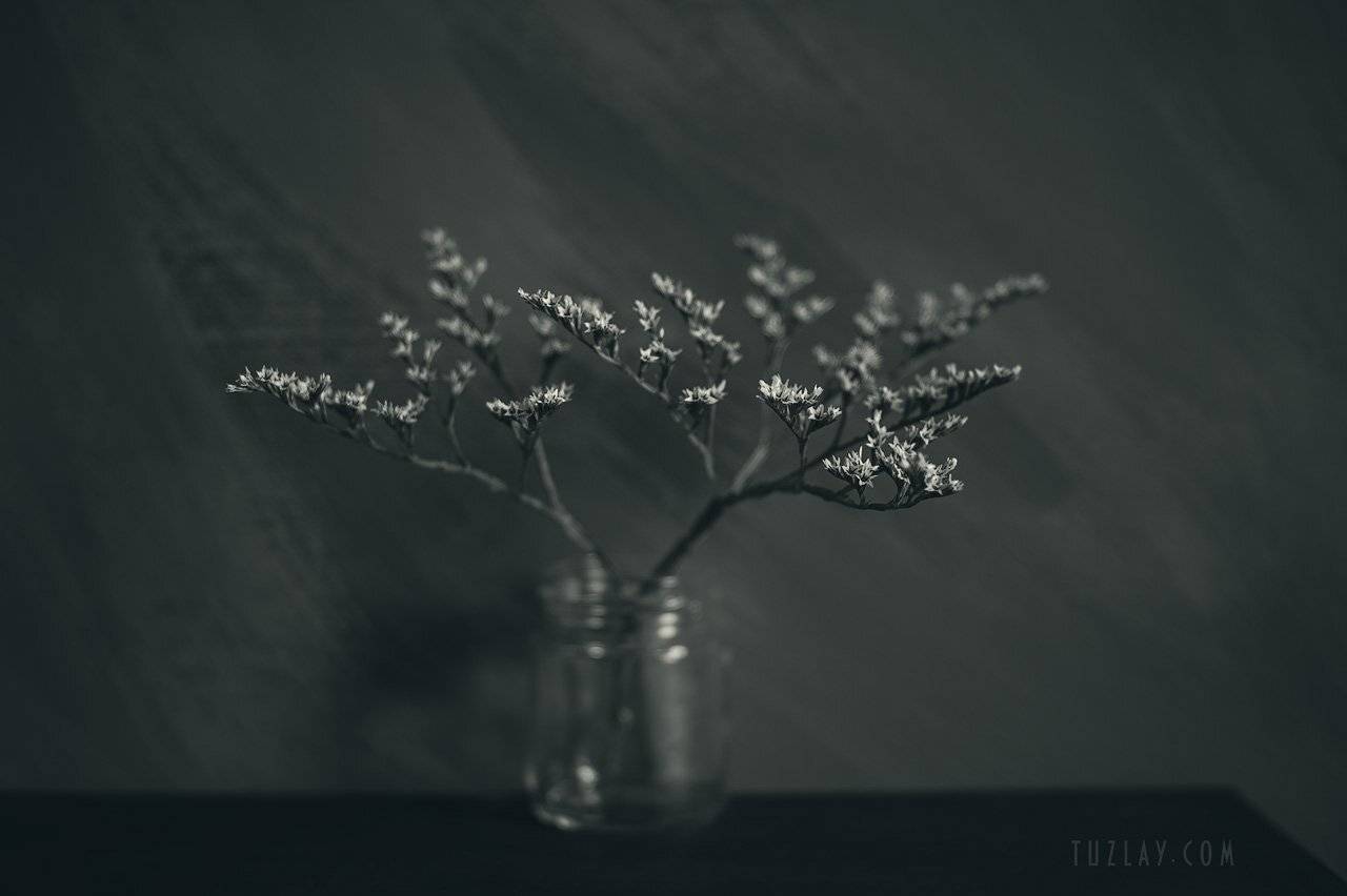 углостебельник, черно-белое, b&w, Владимир Тузлай