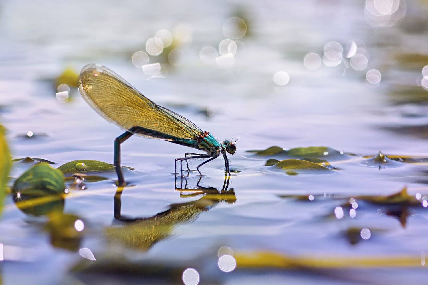 стрекоза,глаза,цвет,свет,лист,насекомое,жук, Юрий Котов