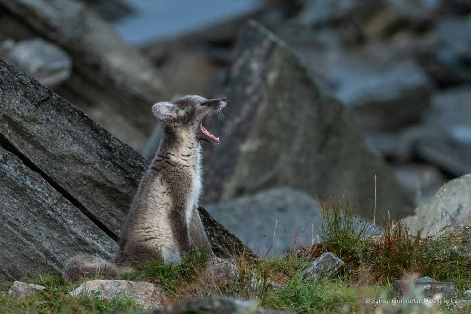 polar fox, arctic fox, fox, animals, wildlife, nature, Sylwia Grabinska