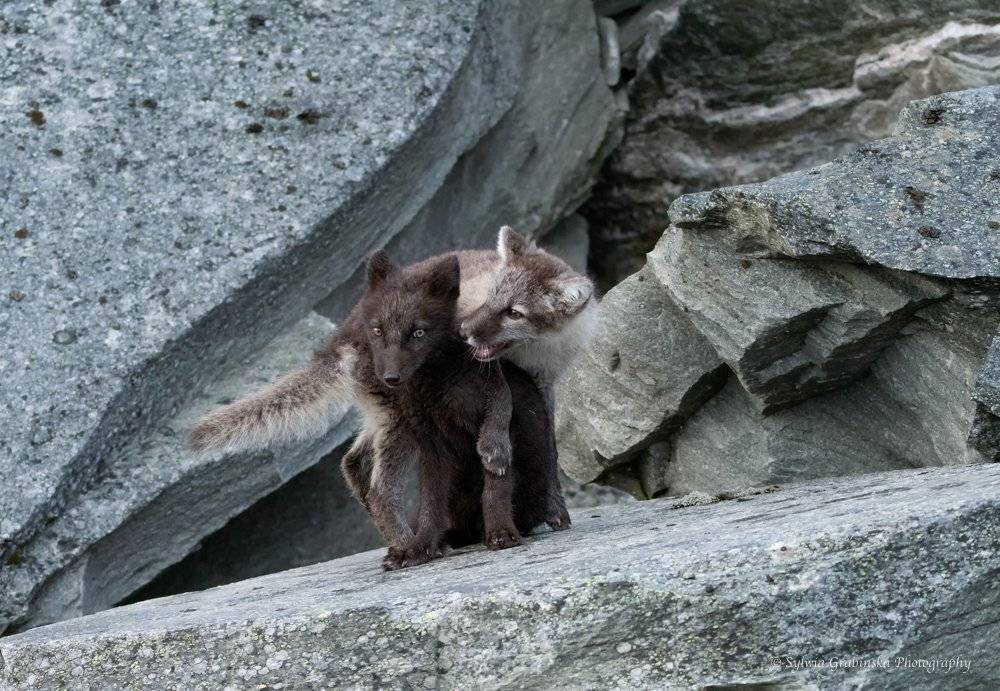 polar fox, arctic fox, fox, animals, wildlife, nature, Sylwia Grabinska