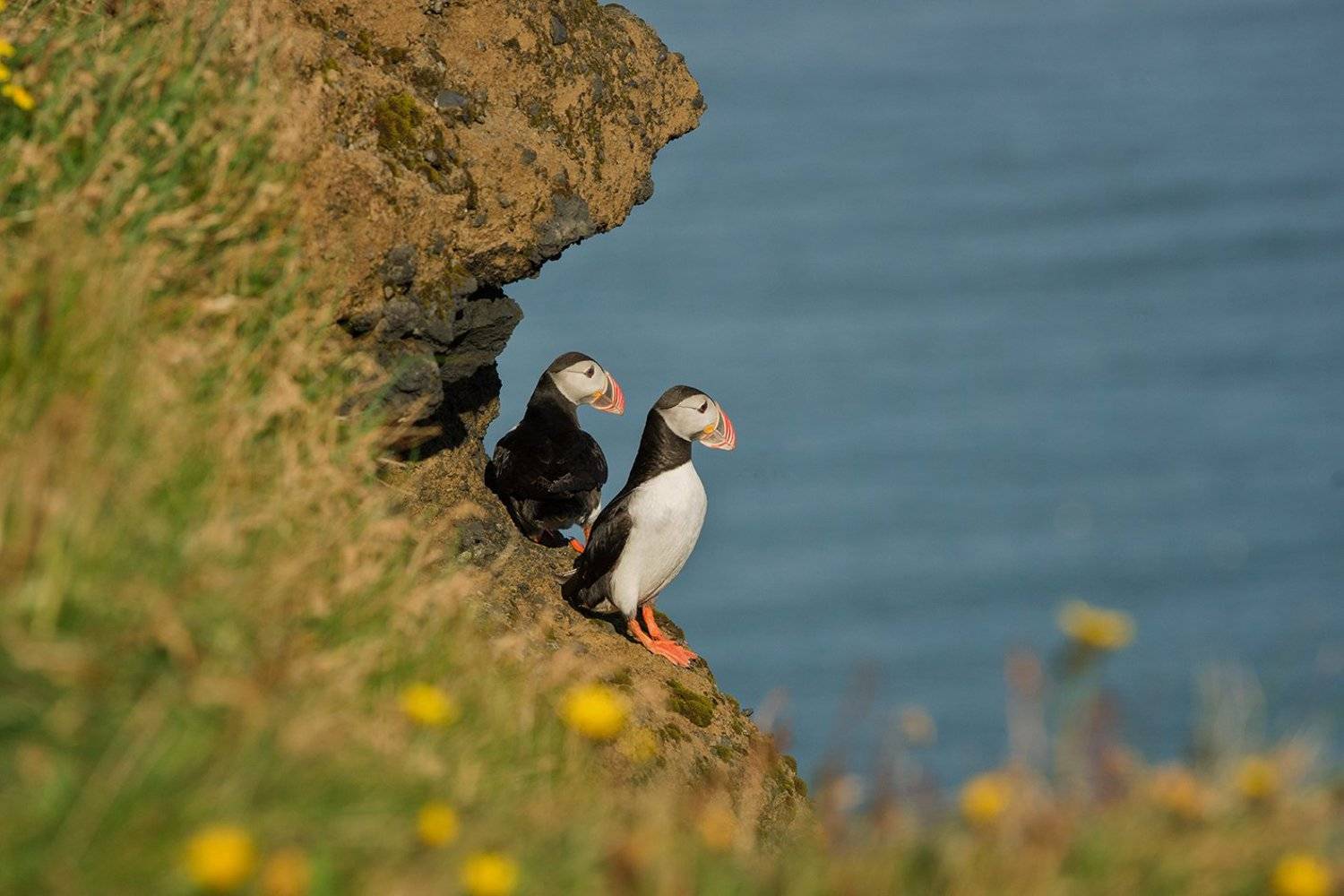 тупики, исландия,  iceland, puffins, puffin, Татьяна Ефименко