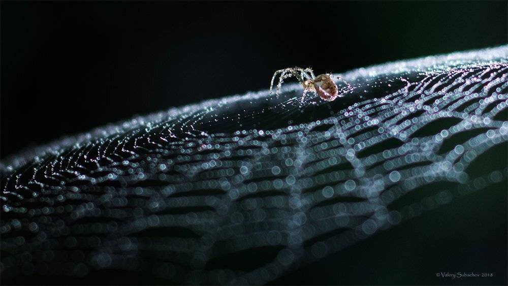 , Валерий Субачев