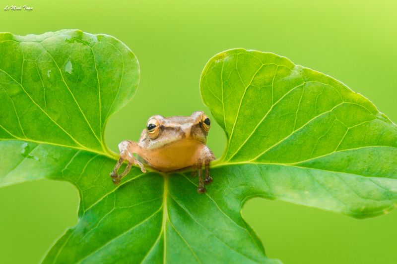 tree frog Hello фото превью