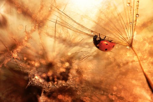 ladybird in the golden world