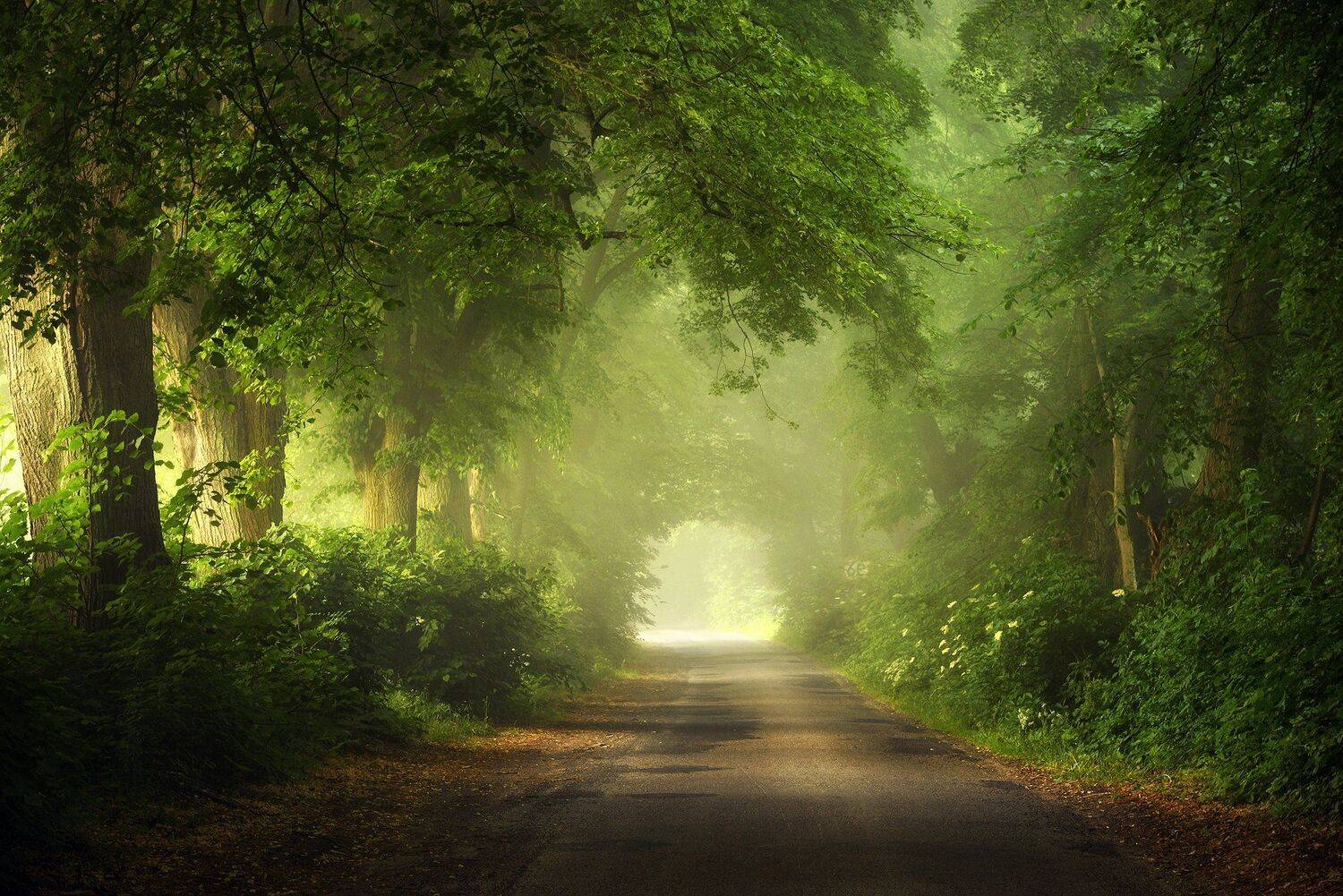 towards light tunnel road magic mist foggy path green trees dranikowski poland, Radoslaw Dranikowski