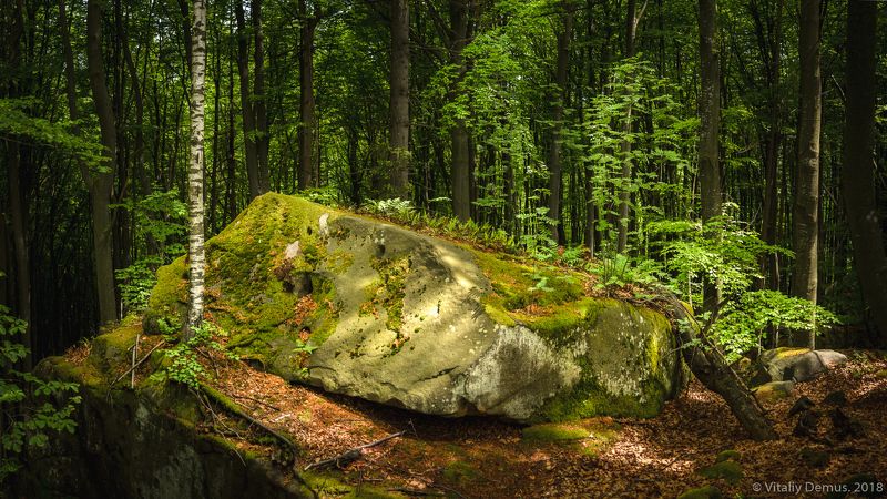 Лесная панорама. Карпаты (Покуття) фото превью