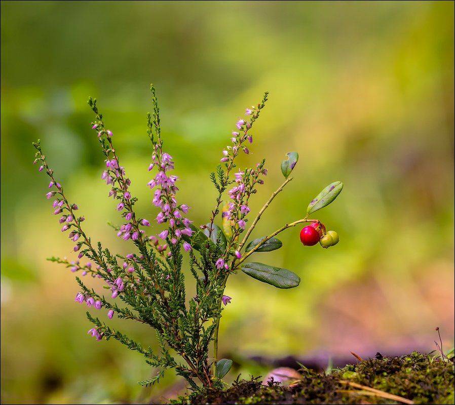 , Бурлов Андрей