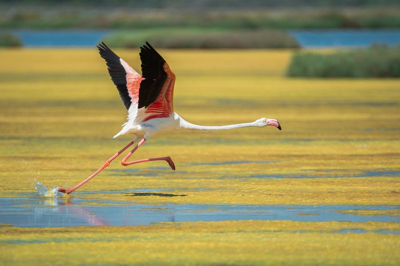 flamingo Walking on water фото превью
