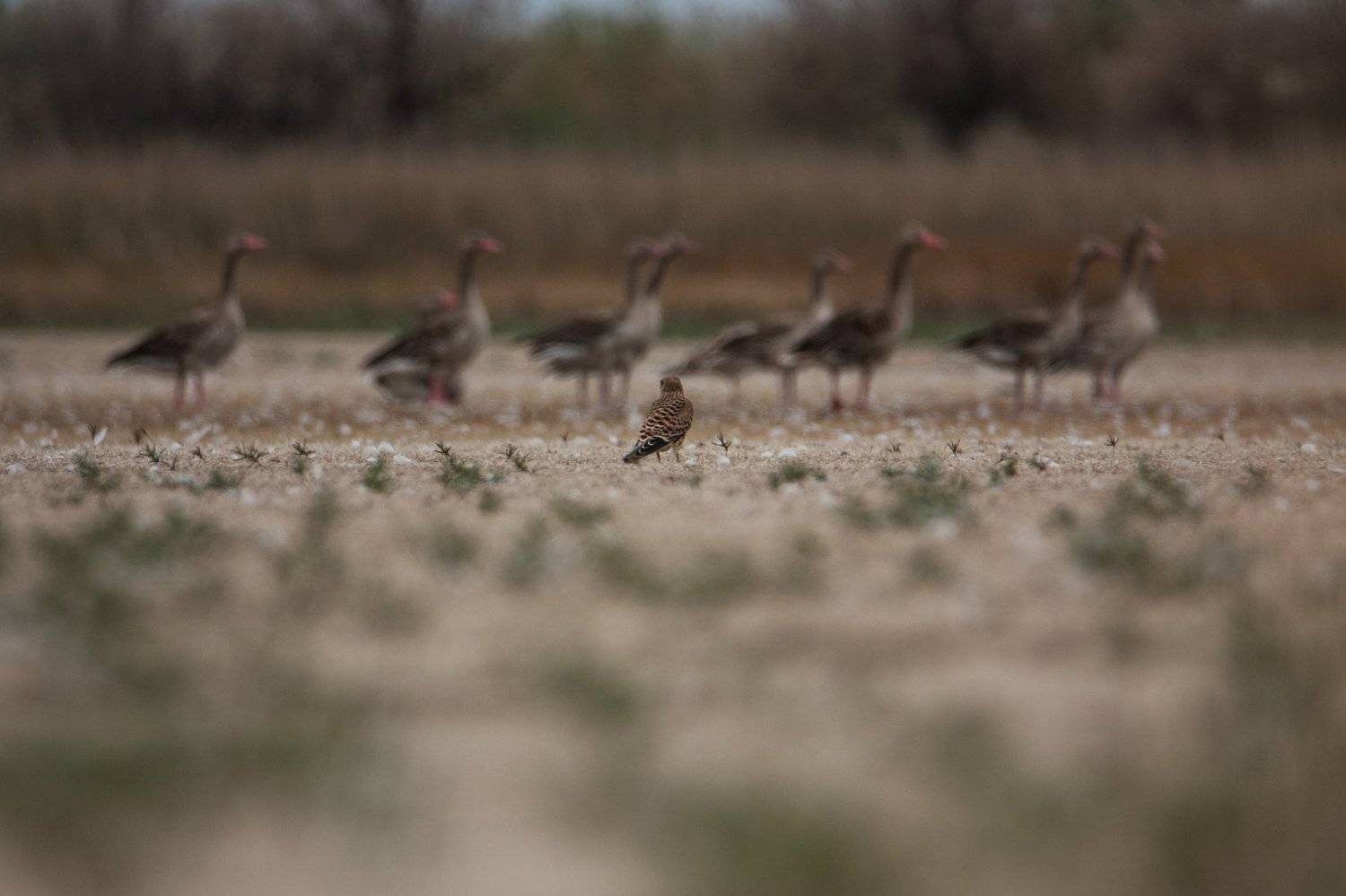 животные, птицы, гуси, природа, Цветков Сергей
