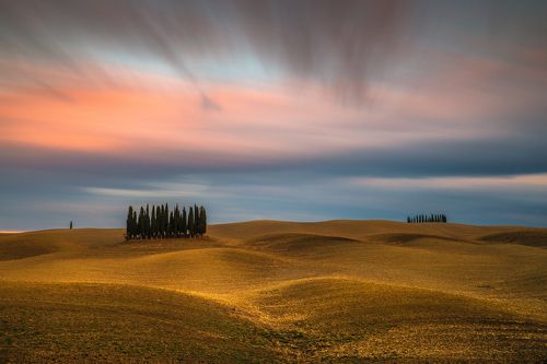 Cypresses Trees