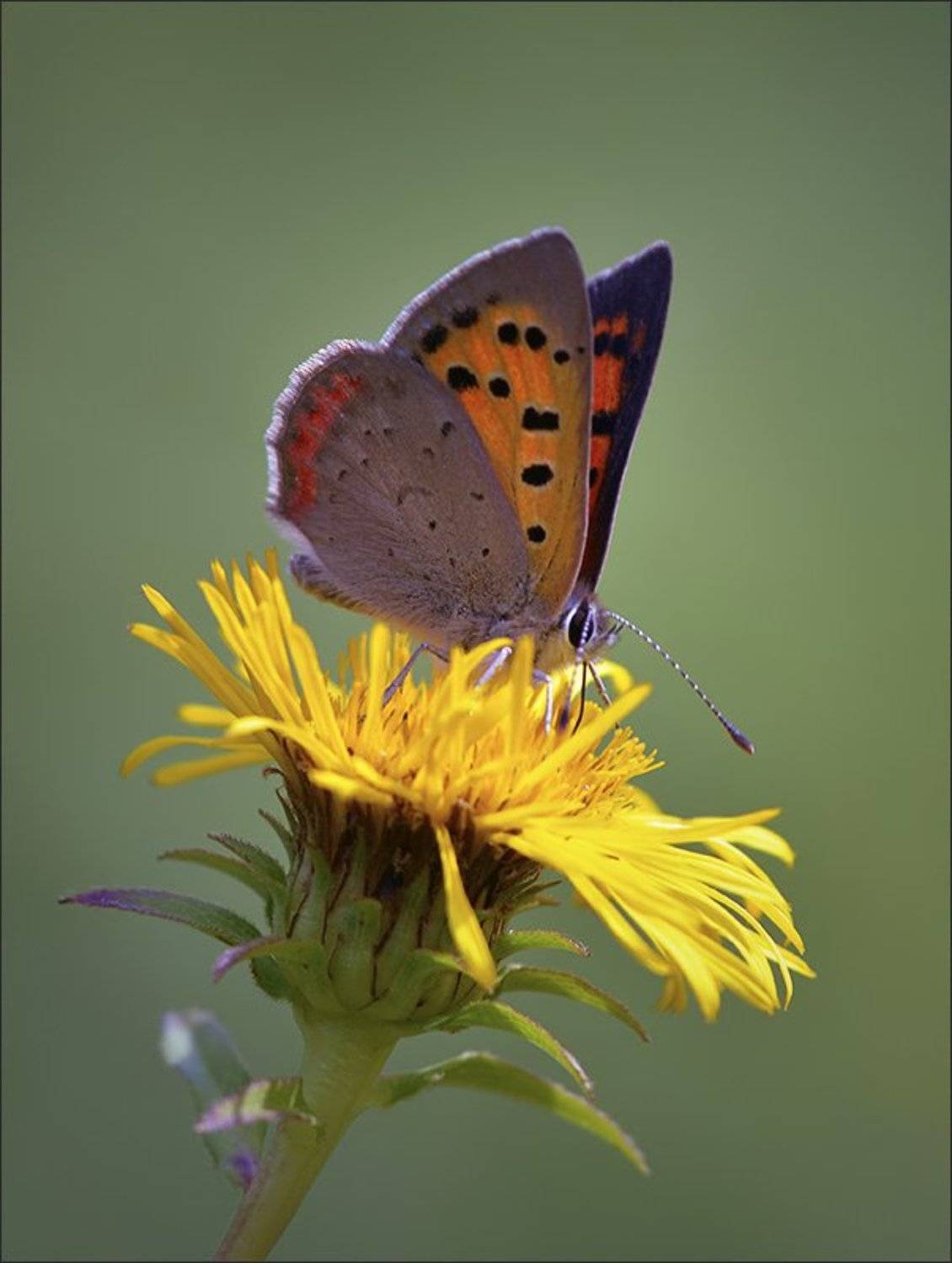 бабочки, Андрей Медведев