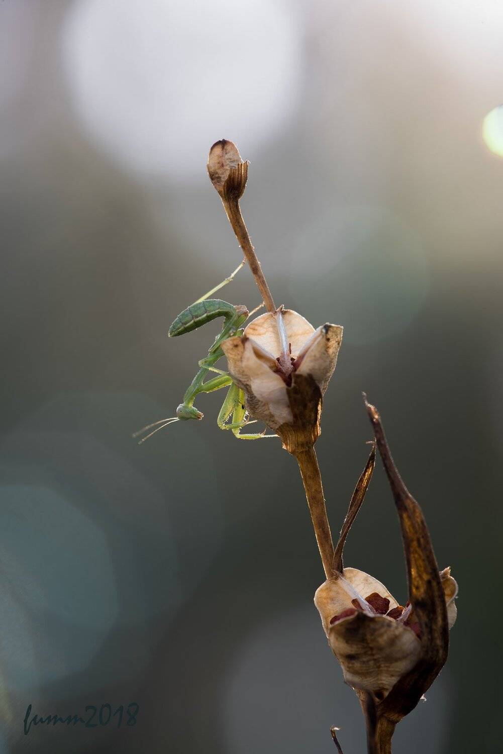 , Игорь ФУММ