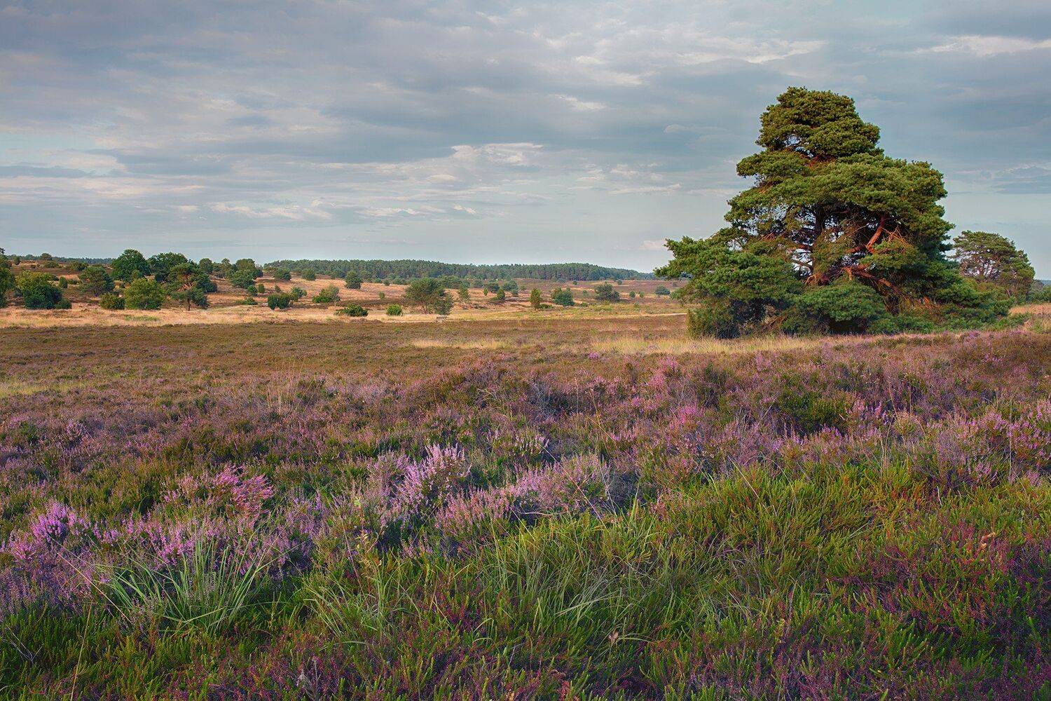 , Игорь Дубровский