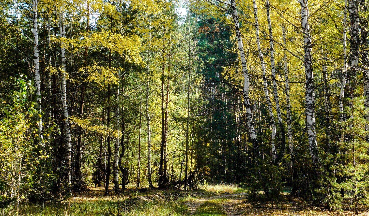 , Руслан Востриков