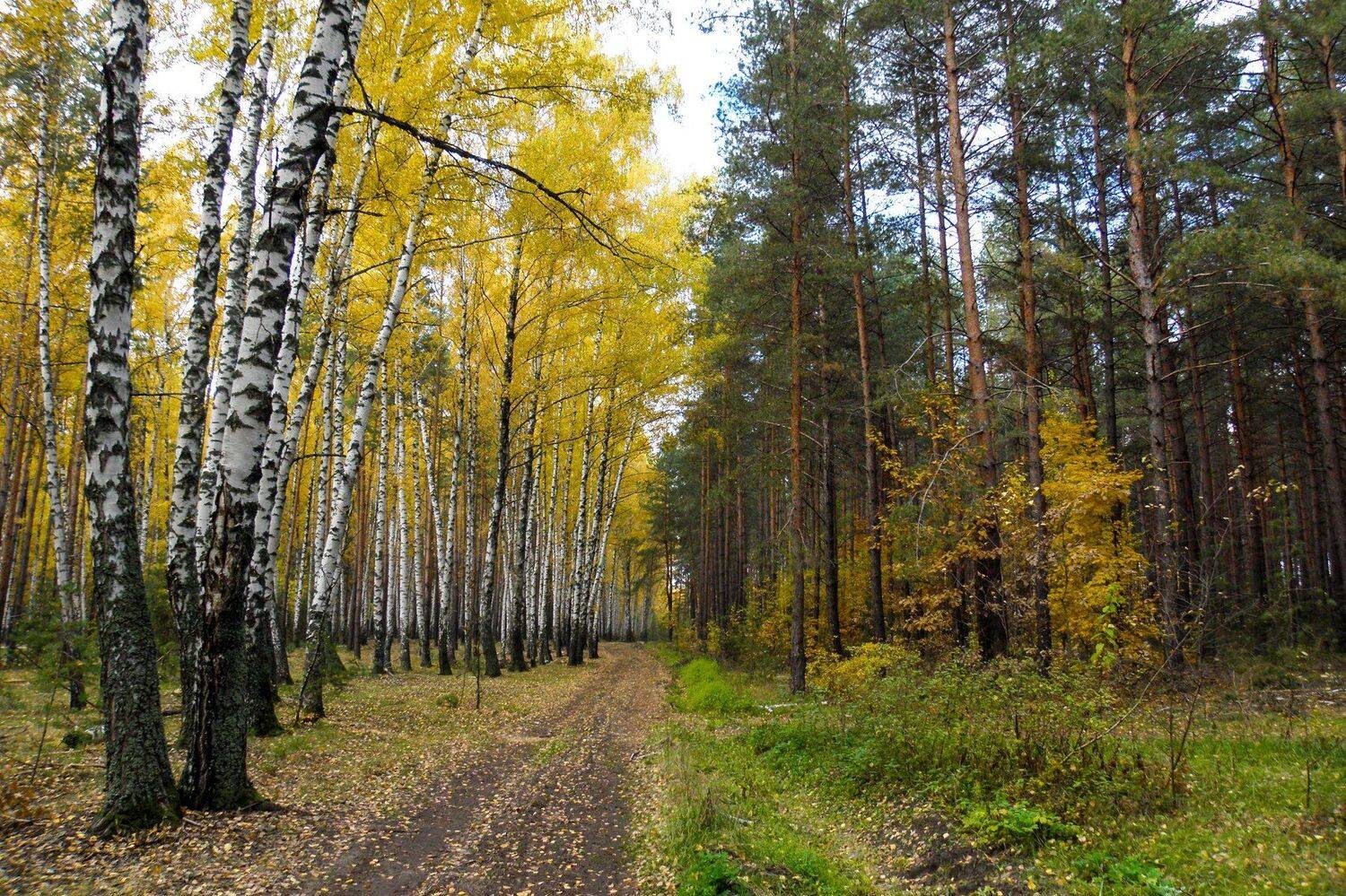 , Руслан Востриков