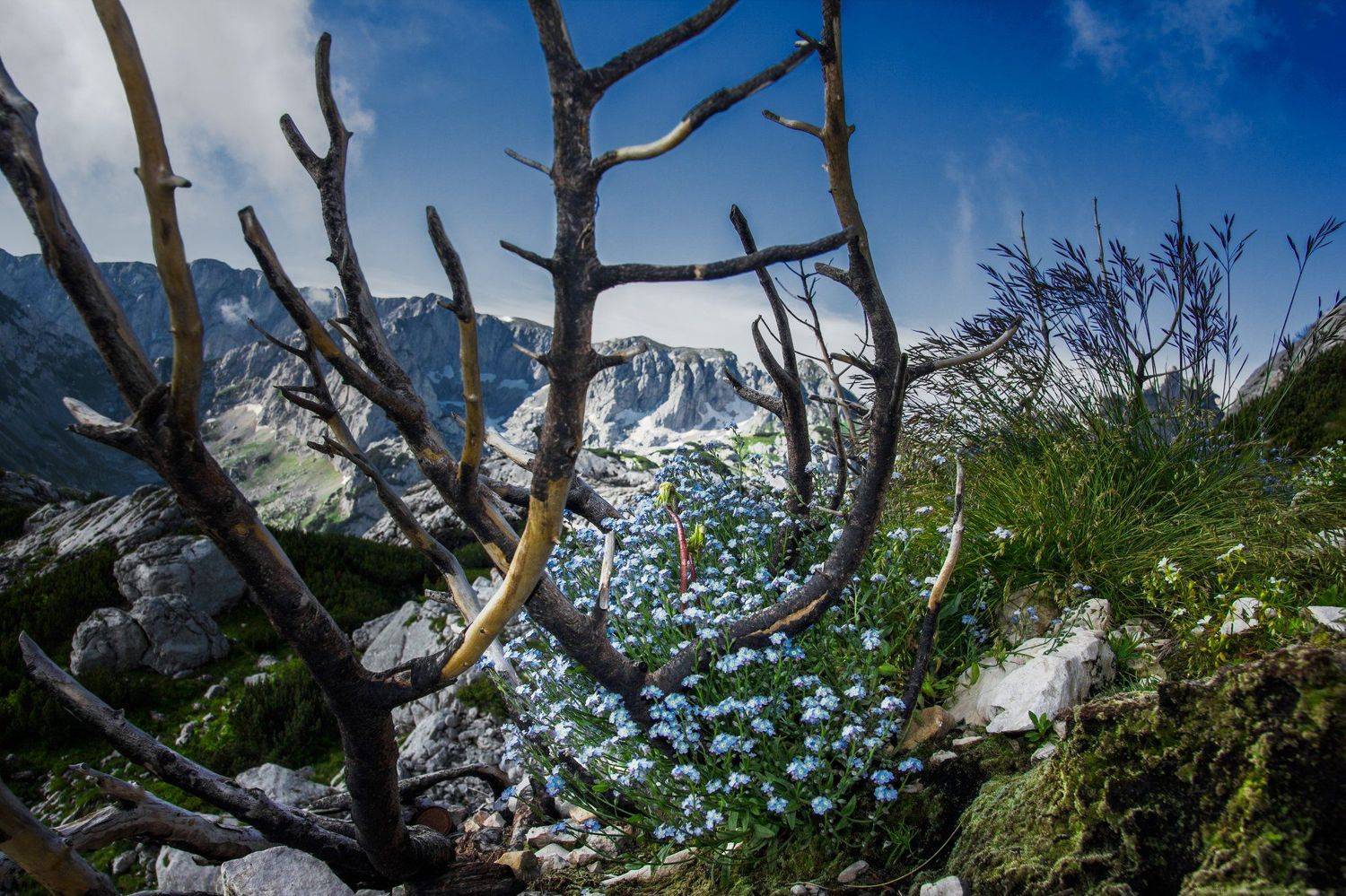 цветок, montenegro, durmitor, ясень, ветки, природа, альпийский, макро, огонь, умер, скалистый, красивый, национальный парк, flower, montenegro, durmitor, ash, branches, nature, alpine, macro, fire, died, rocky, beautiful, national park,, Марко Радовановић