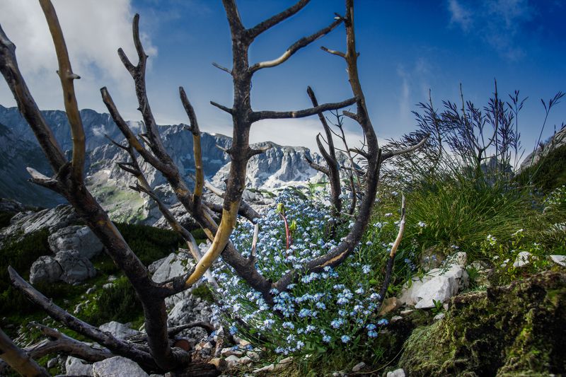 цветок, montenegro, durmitor, ясень, ветки, природа, альпийский, макро, огонь, умер, скалистый, красивый, национальный парк, flower, montenegro, durmitor, ash, branches, nature, alpine, macro, fire, died, rocky, beautiful, national park, Flower of ashes фото превью