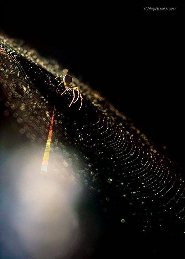 , Валерий Субачев