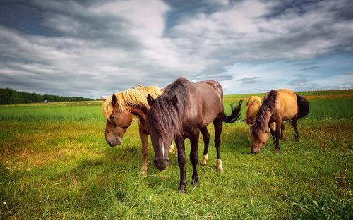 Сельская жизнь