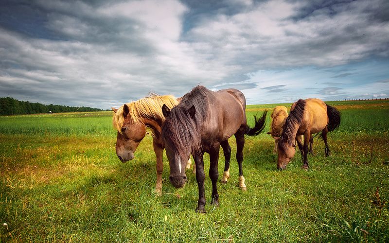 Природа,север,лошади,кони,Печора,КОМИ Сельская жизнь фото превью