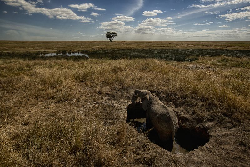 Трагедия в саванне фото превью