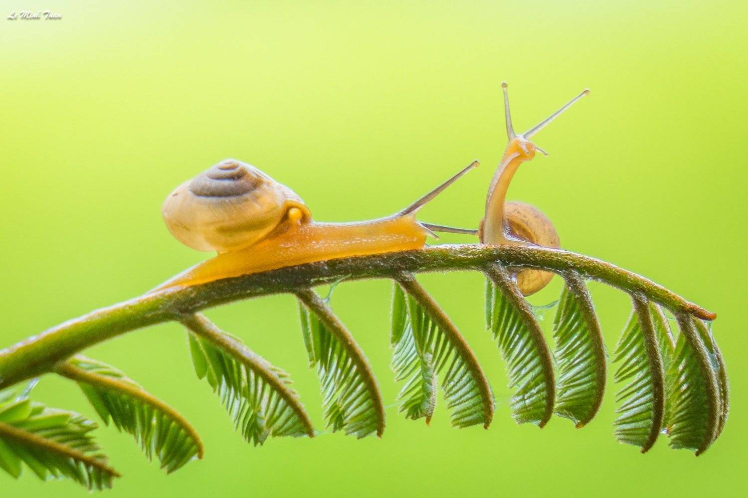 snails, L&ecirc; Minh Tuấn