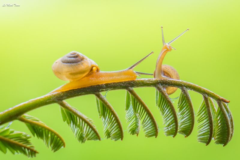 snails Snails фото превью