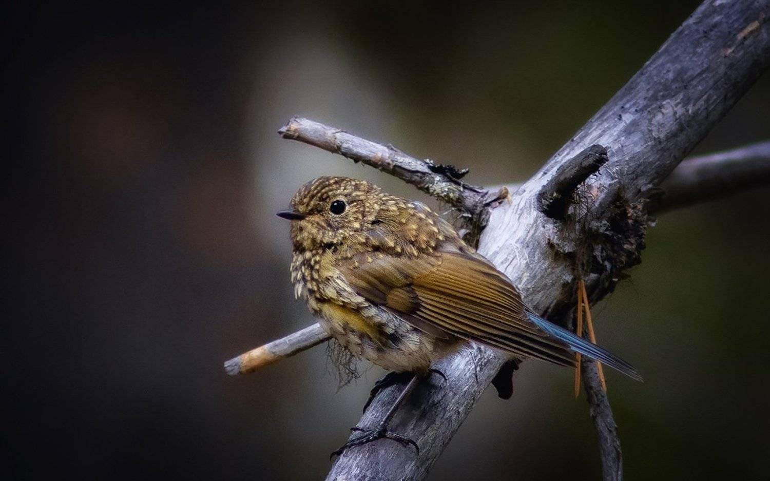 птицы,синехвостка,печора,коми,север, Игорь Триер