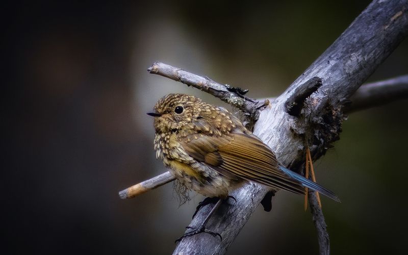 птицы,синехвостка,печора,коми,север Синехвостка фото превью