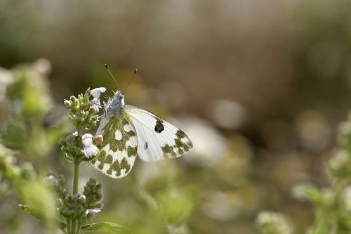 Pontia daplidice