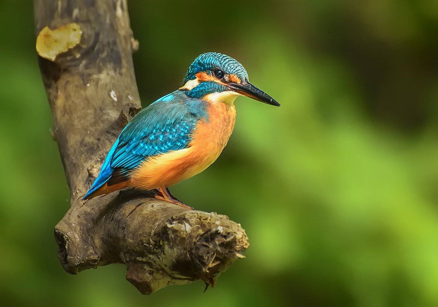 , Анатолий Зверев