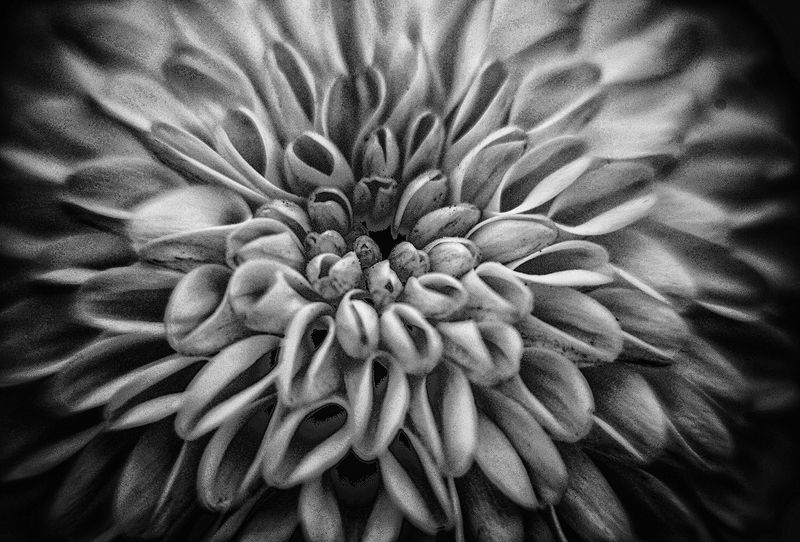 a white and black rose A white and black rose фото превью