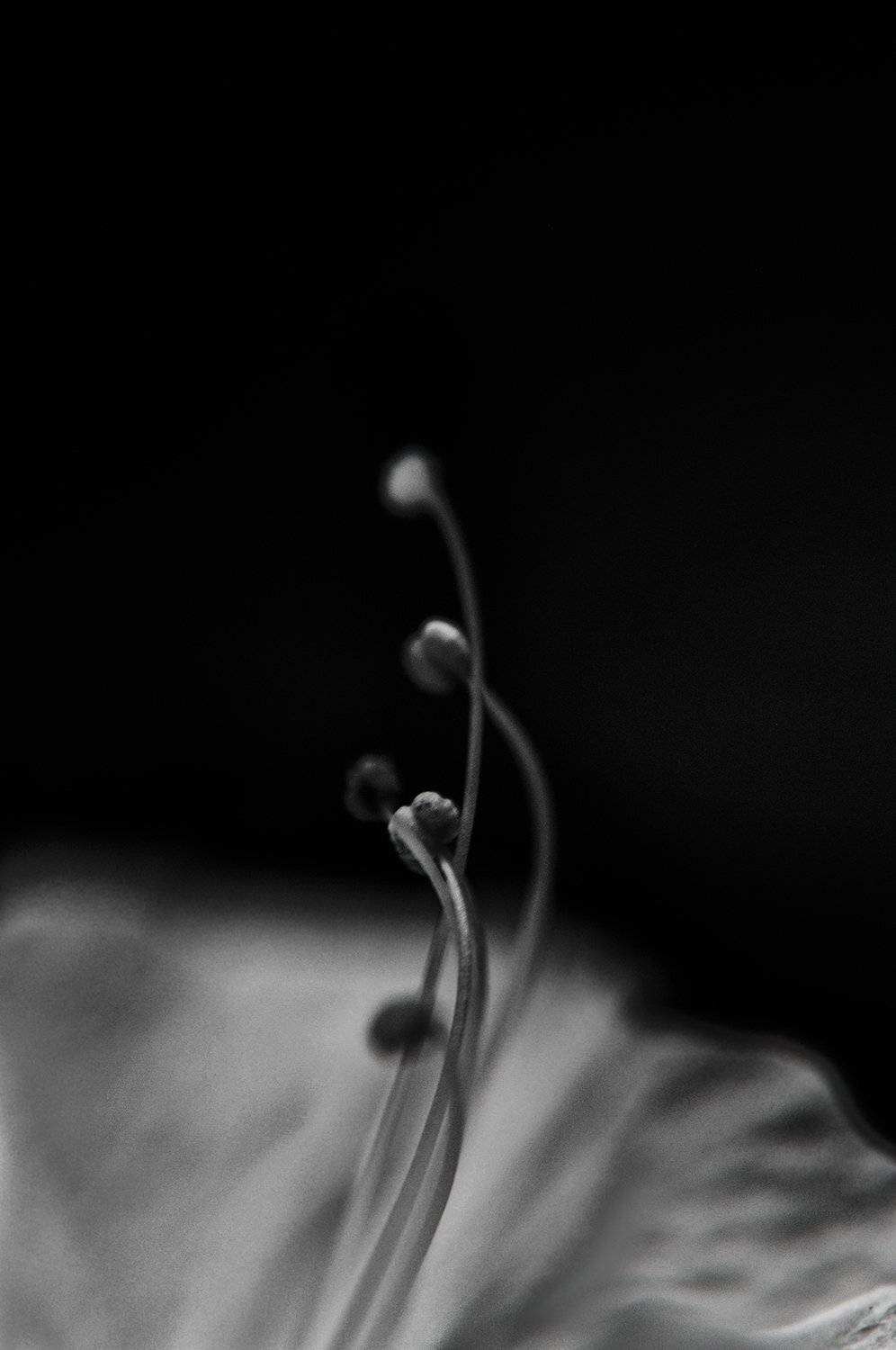 a white and black rose, mohamad jalili